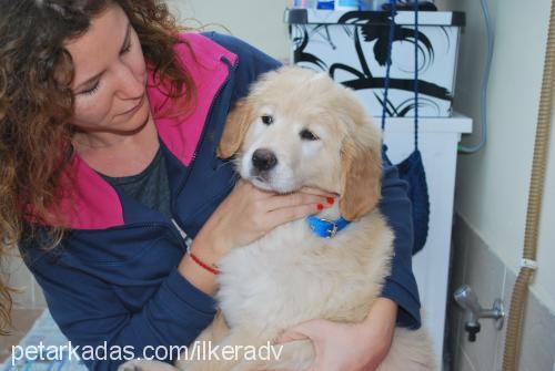 zeus Erkek Golden Retriever