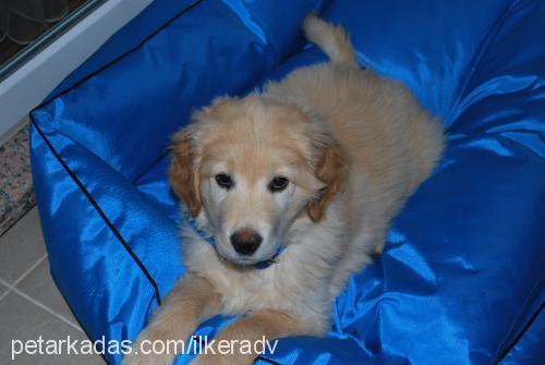 zeus Erkek Golden Retriever