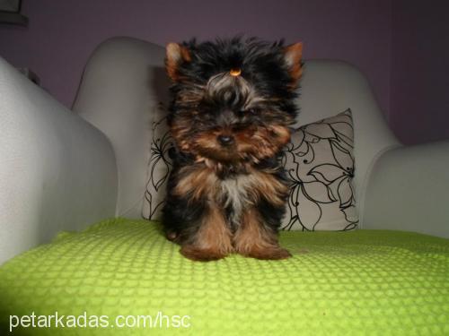 Şans Dişi Yorkshire Terrier