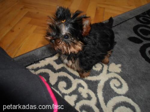 Şans Dişi Yorkshire Terrier