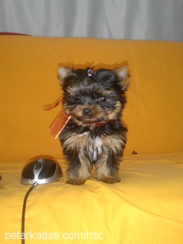 Şans Dişi Yorkshire Terrier