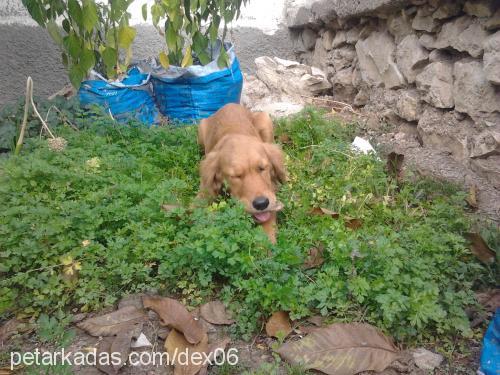 lucie Dişi Golden Retriever