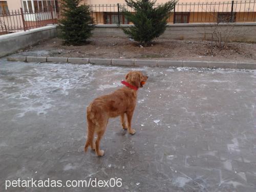 lucie Dişi Golden Retriever