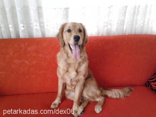 lucie Dişi Golden Retriever