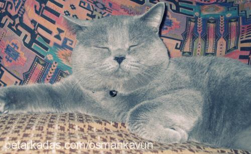 osmankavun Erkek British Shorthair