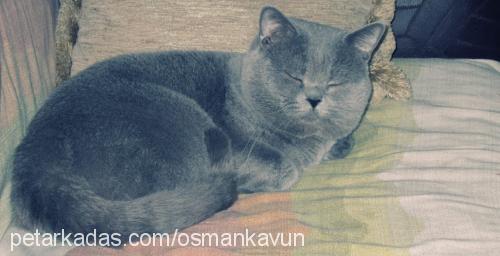 osmankavun Erkek British Shorthair