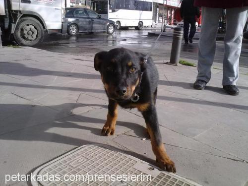 tarçın Dişi Rottweiler