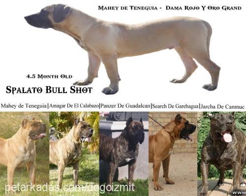 shot Erkek Mastiff