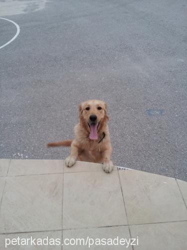 deyzi Dişi Golden Retriever