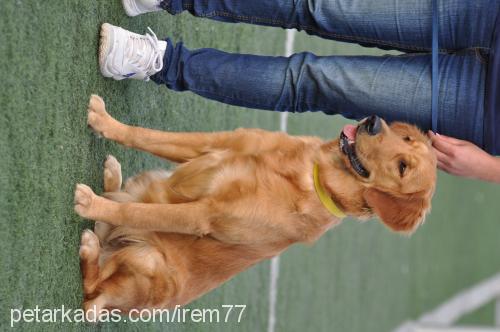 tarçın Dişi Golden Retriever