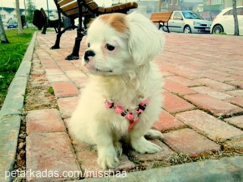 misha Dişi Tibetli Spaniel