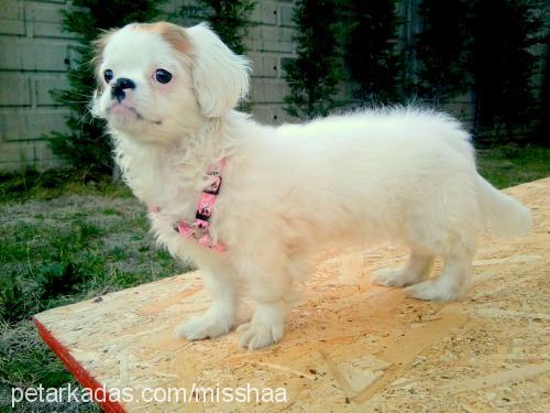 misha Dişi Tibetli Spaniel