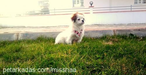 misha Dişi Tibetli Spaniel