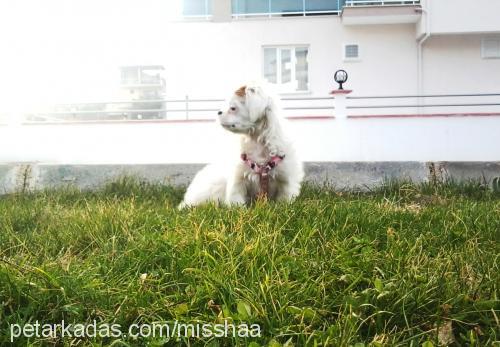 misha Dişi Tibetli Spaniel