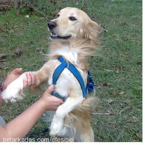 carlos Erkek Amerikan Cocker Spaniel