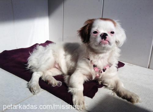 misha Dişi Tibetli Spaniel