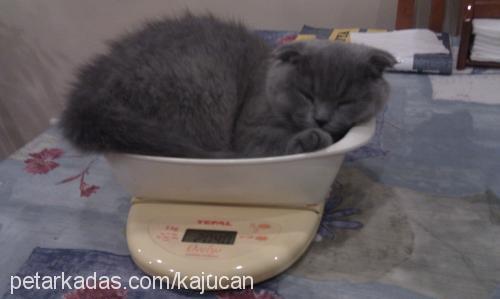 fıstık Erkek Scottish Fold