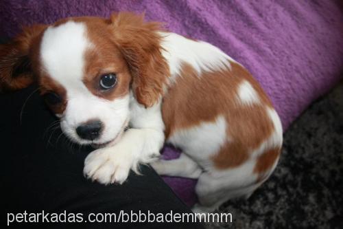 badem Erkek Cavalier King Charles Spanieli