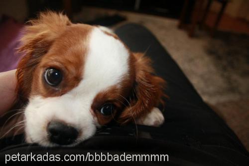 badem Erkek Cavalier King Charles Spanieli