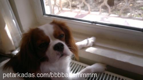 badem Erkek Cavalier King Charles Spanieli