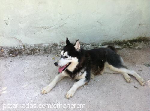 asi Dişi Sibirya Kurdu (Husky)