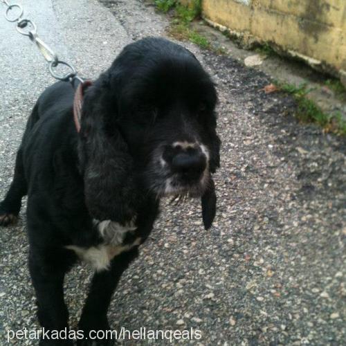 Şila Dişi Amerikan Cocker Spaniel