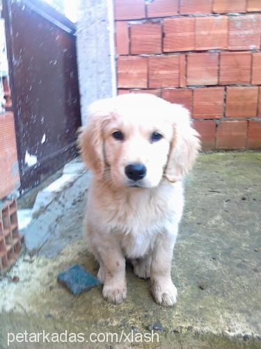 zaza Erkek Golden Retriever