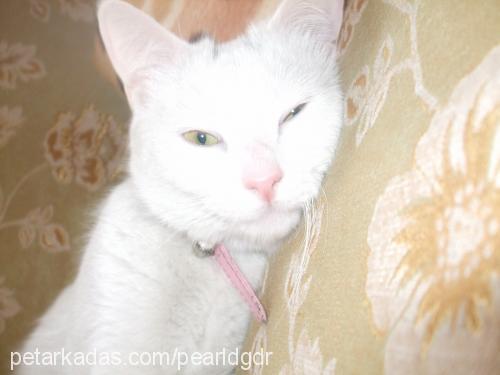 pamuk Dişi Ankara Kedisi (Angora)