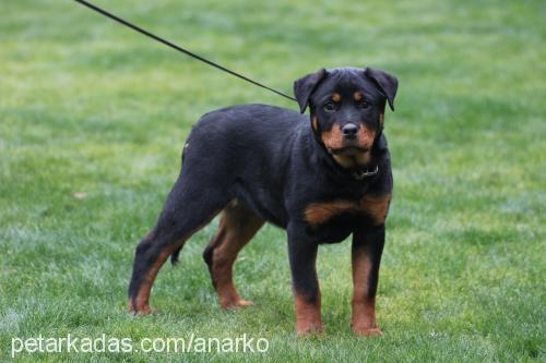 ayuki Dişi Rottweiler