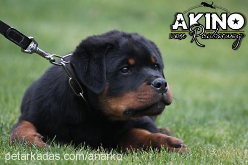 akino Erkek Rottweiler