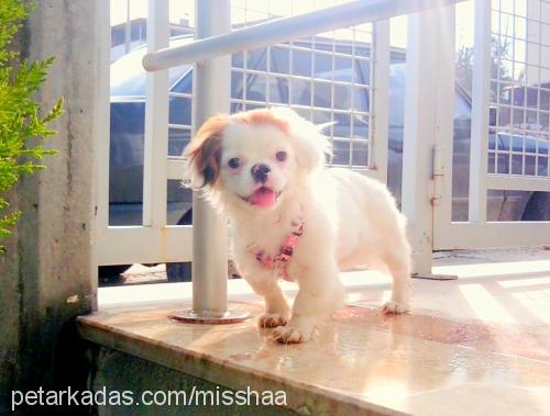 misha Dişi Tibetli Spaniel