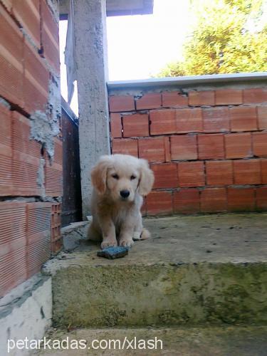 zaza Erkek Golden Retriever