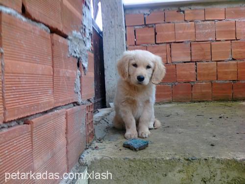 zaza Erkek Golden Retriever