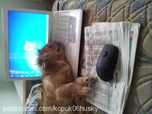 archİe Dişi Tibetli Spaniel