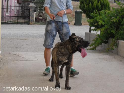 elpresacanarıoa Erkek Mastiff