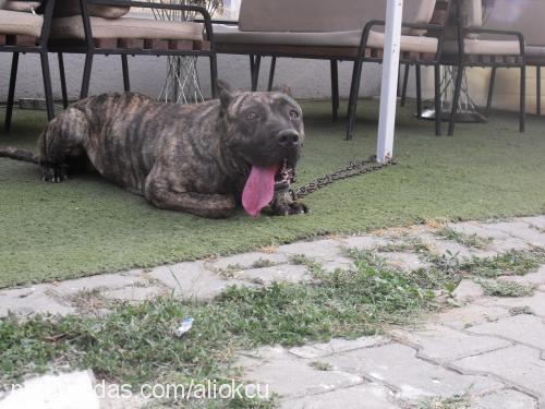 elpresacanarıoa Erkek Mastiff