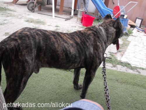 elpresacanarıoa Erkek Mastiff