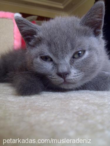 muslera Erkek British Shorthair