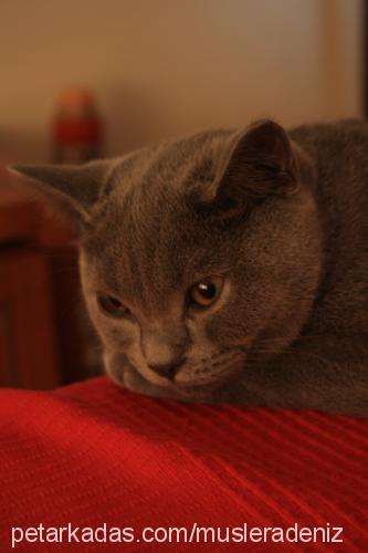 muslera Erkek British Shorthair