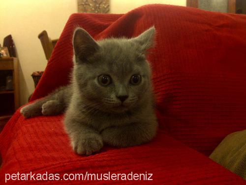 muslera Erkek British Shorthair