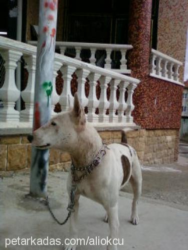 kontesçalındı Dişi Bull Terrier