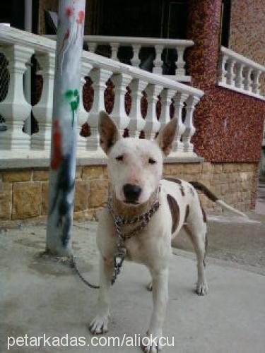 kontesçalındı Dişi Bull Terrier