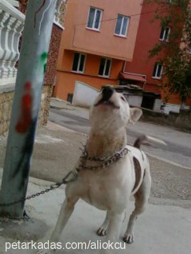 kontesçalındı Dişi Bull Terrier