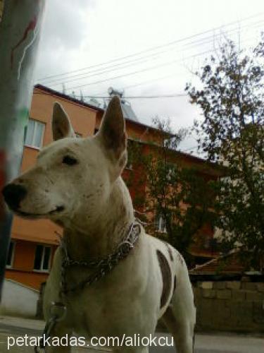 kontesçalındı Dişi Bull Terrier