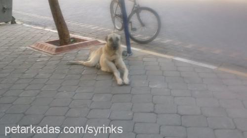 syrinks Dişi Kangal