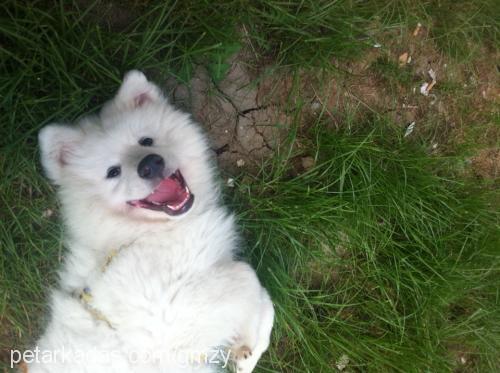 rüzgar Erkek Samoyed