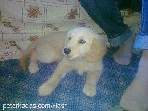 zaza Erkek Golden Retriever