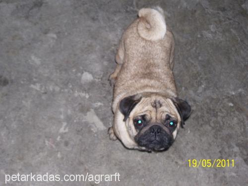 nazlı Dişi Pug