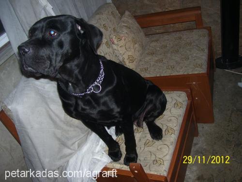 karakız Dişi Cane Corso Italiano