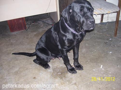 karakız Dişi Cane Corso Italiano